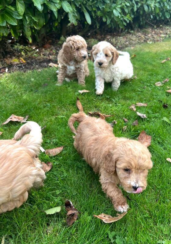 Cockapoo puppies for sale in Dungannon, County Tyrone – 9 weeks old - Image 3 of 3