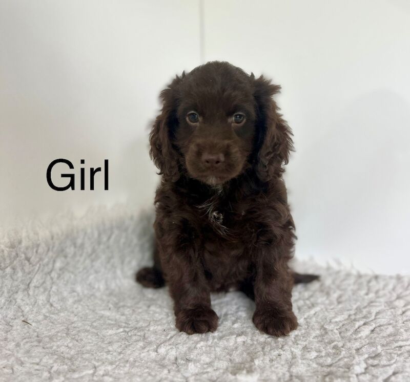 Gorgeous Cockapoo puppies ready now for sale in Upwell, Norfolk - Image 2