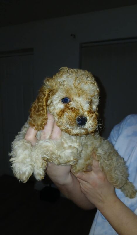 Cockapoo puppies for sale in Sunderland, Tyne and Wear – 8 months old - Image 2 of 3