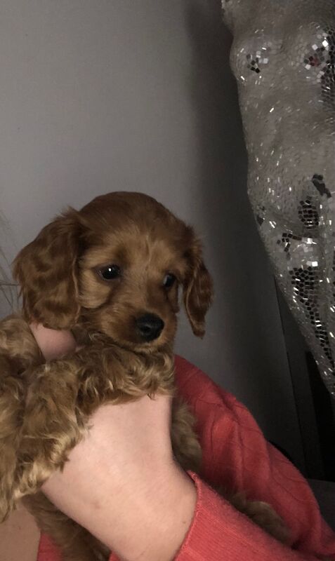 Gorgeous Cockapoo puppies ready to leave for sale in Sunderland, Tyne and Wear | Image 3