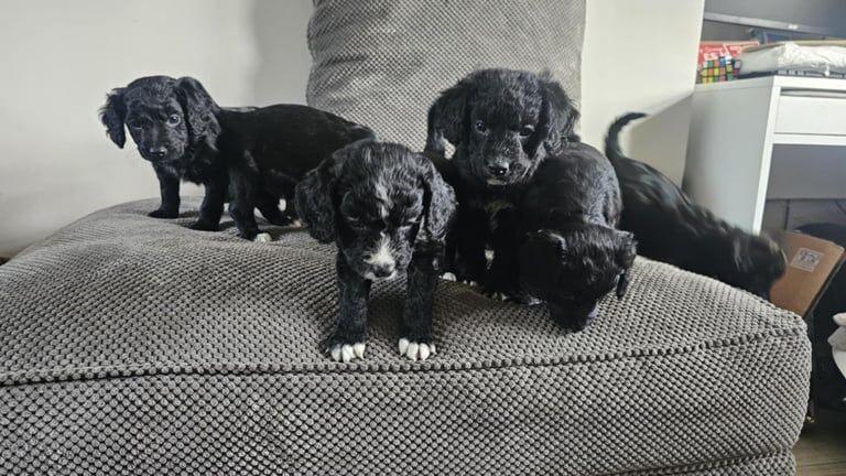 Gorgeous cockapoo puppies *Ready to leave* for sale in Durham, Durham