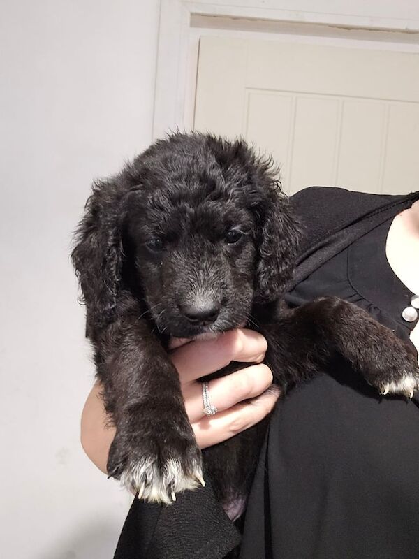 Gorgeous cockapoo puppies *Ready to leave* for sale in Durham, Durham | Image 2