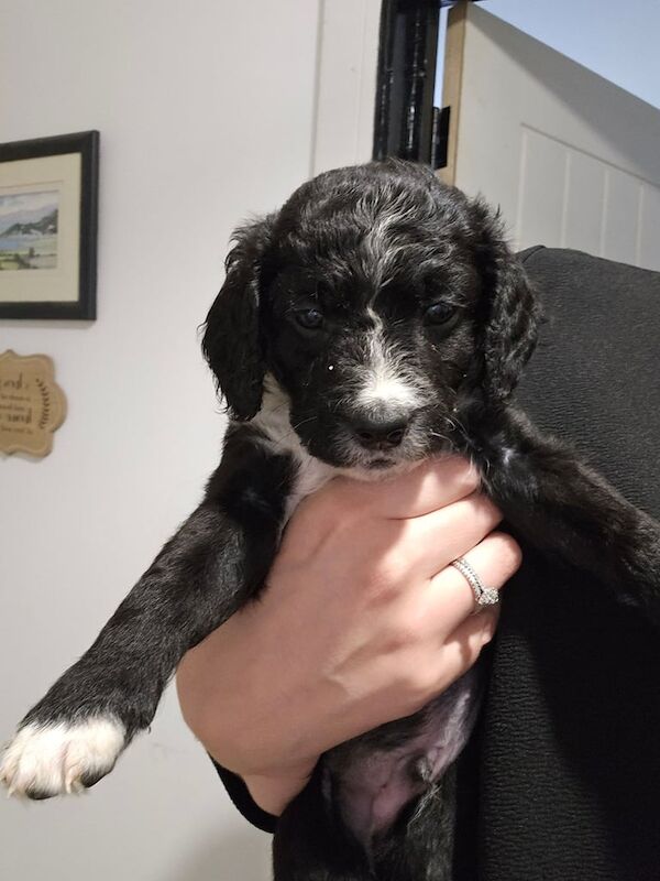 Gorgeous cockapoo puppies *Ready to leave* for sale in Durham, Durham | Image 3