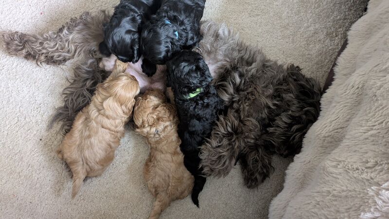 Cockapoo puppies for sale in Pocklington, East Riding of Yorkshire – 1 year old - Image 2 of 3