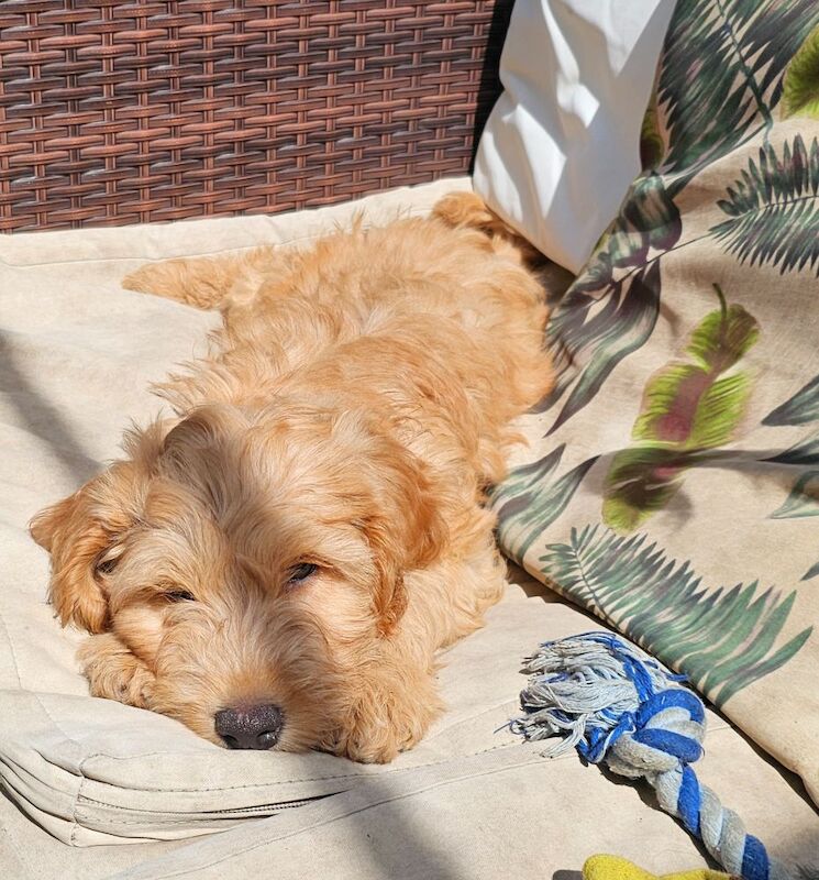 Gorgeous Cockapoo pups