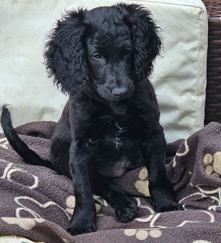 Gorgeous Cockapoo pups