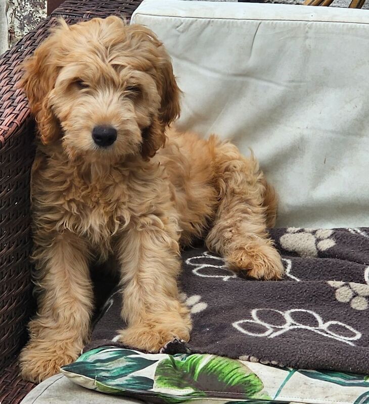 Gorgeous Cockapoo pups - Image 2 of 5
