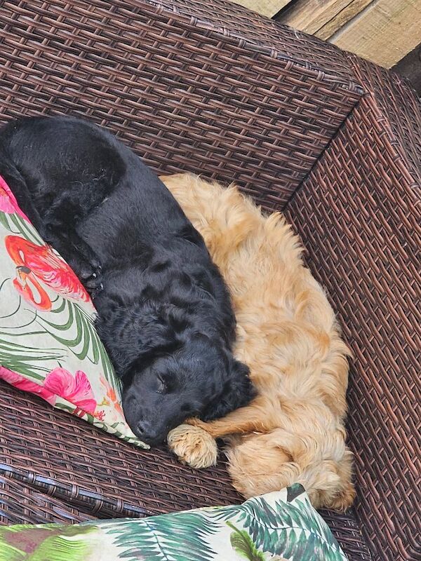 Gorgeous Cockapoo pups - Image 3 of 5