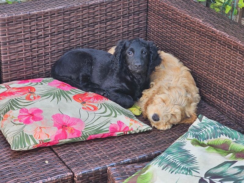 Gorgeous Cockapoo pups - Image 4 of 5