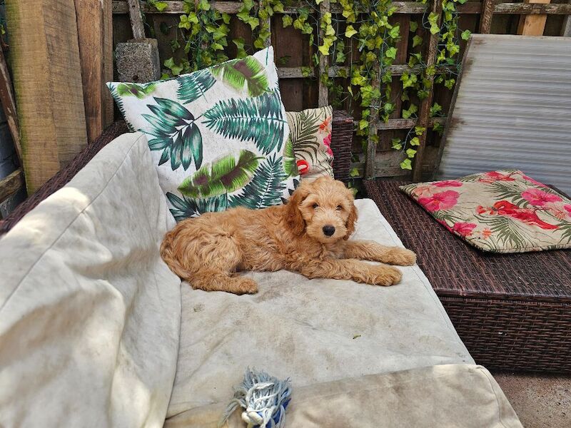 Gorgeous Cockapoo pups - Image 5 of 5