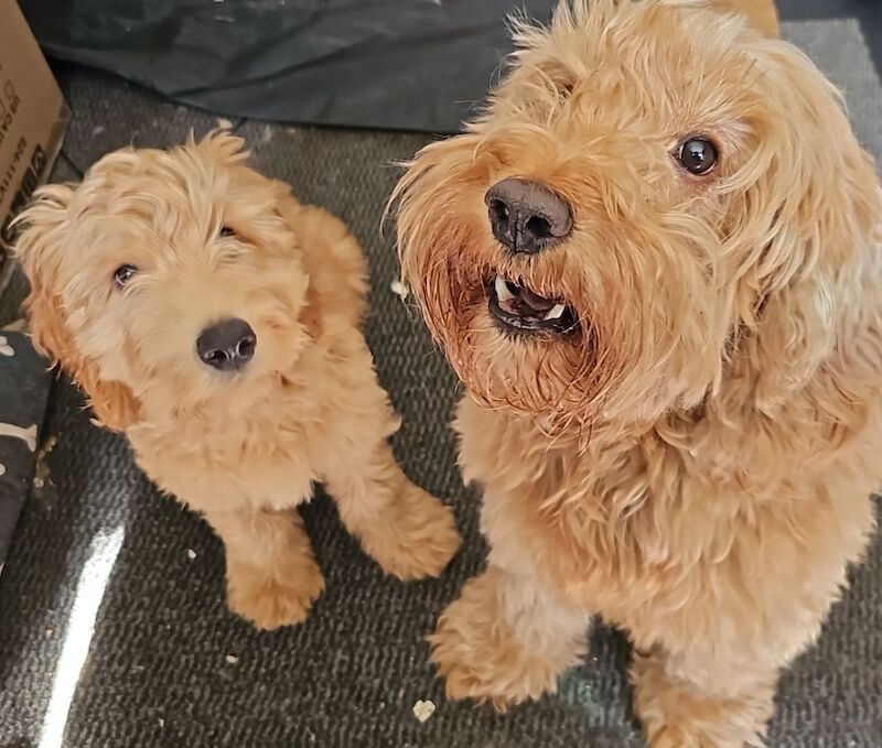 Gorgeous Cockapoo pups