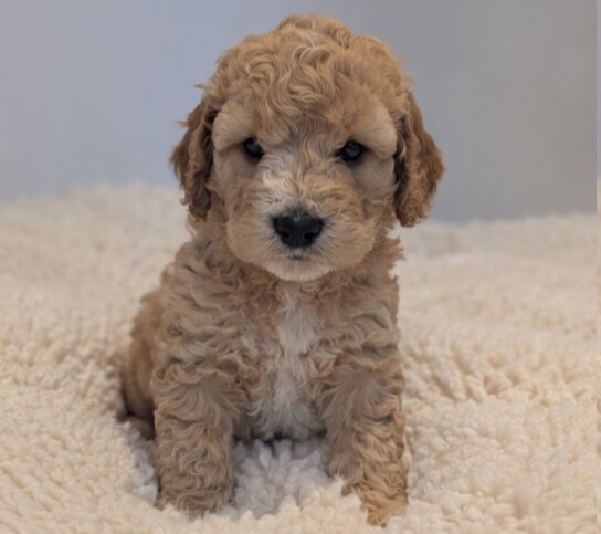 Gorgeous cockapoo pups