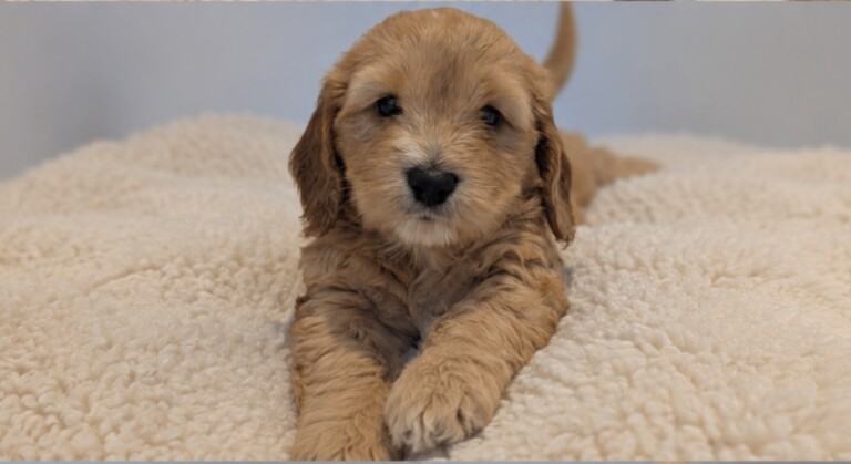 Gorgeous cockapoo pups - Image 2 of 3
