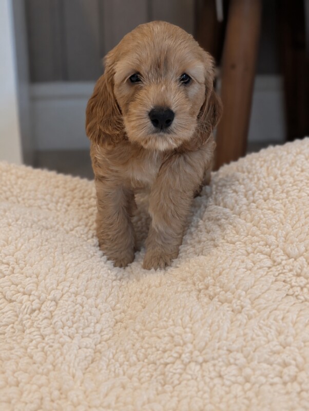 Gorgeous cockapoo pups - Image 3 of 3