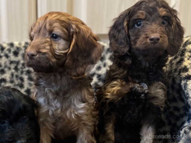 Cockapoo puppies for sale in Nelson, Lancashire – 1 year old - Image 2 of 5