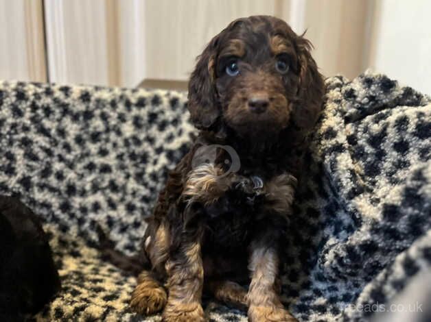 Cockapoo puppies for sale in Nelson, Lancashire – 1 year old - Image 4 of 5