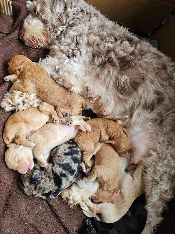 Gorgeous Cockapoo Pups - ready mid April - Image 2 of 9