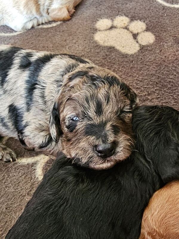 Gorgeous Cockapoo Pups - ready mid April - Image 3 of 9