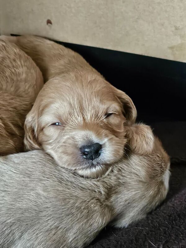Gorgeous Cockapoo Pups - ready mid April - Image 4 of 9