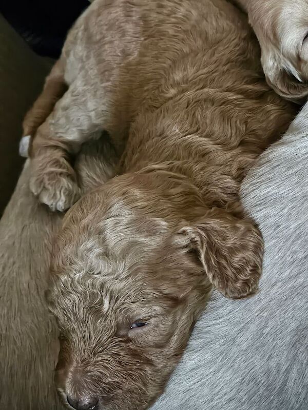 Gorgeous Cockapoo Pups - ready mid April - Image 5 of 9