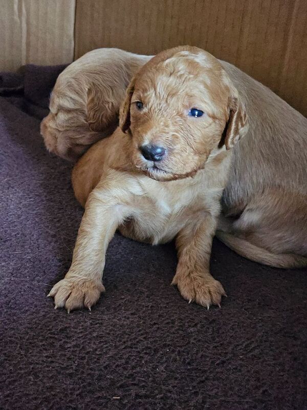 Gorgeous Cockapoo Pups - ready mid April - Image 6 of 9