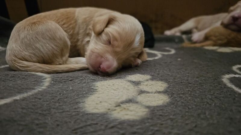 Gorgeous Cockapoo Pups - ready mid April - Image 7 of 9