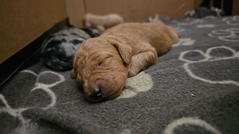 Gorgeous Cockapoo Pups - ready mid April - Image 8 of 9