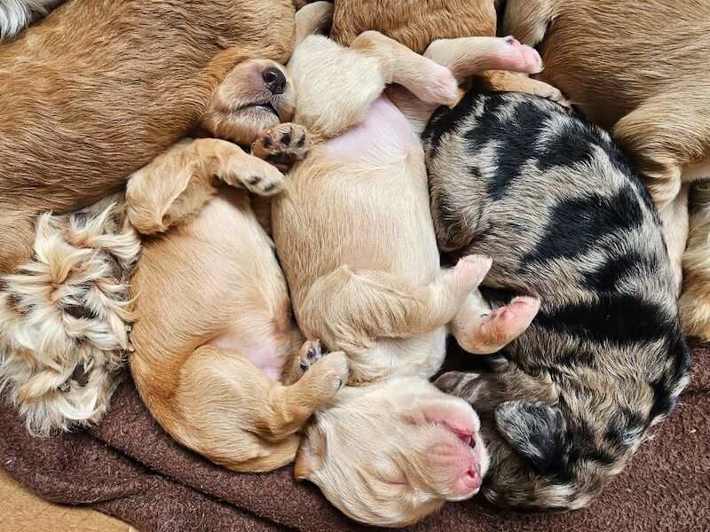 Gorgeous Cockapoo Pups - ready mid April - Image 9 of 9