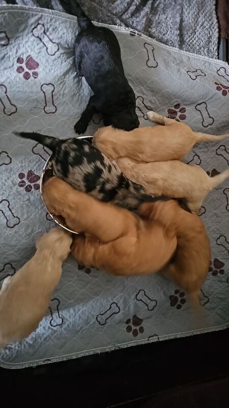 Gorgeous Cockapoo Pups - ready mid April