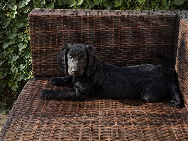 Gorgeous Cockapoo Pups - Ready now