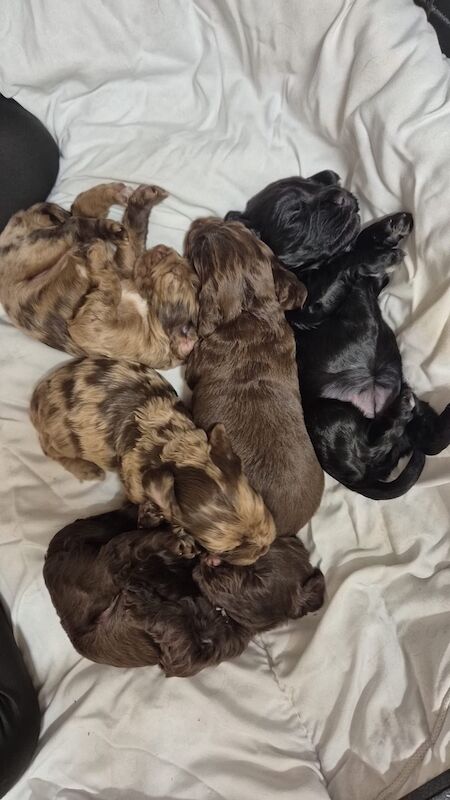 Cockapoo Puppies For Sale Under £1,000