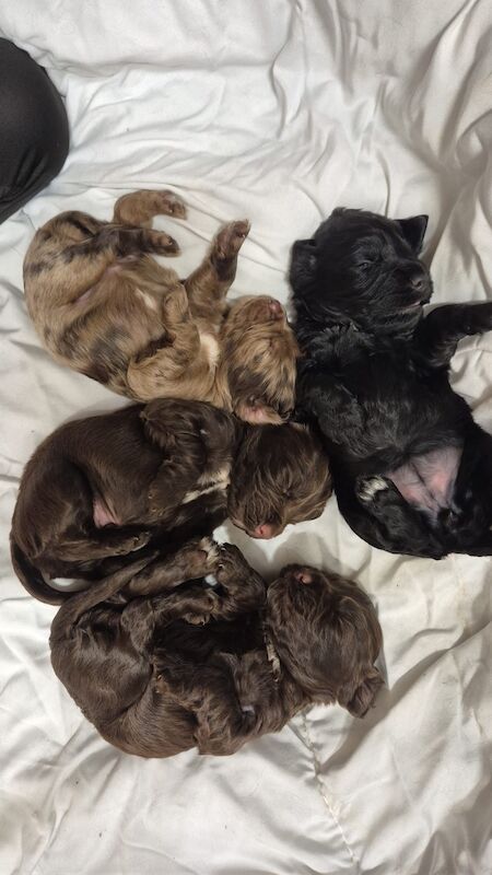 Gorgeous cockapoos - Image 2 of 10