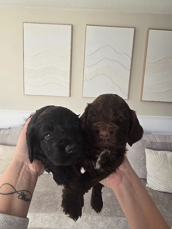 Gorgeous cockapoos - Image 3 of 10