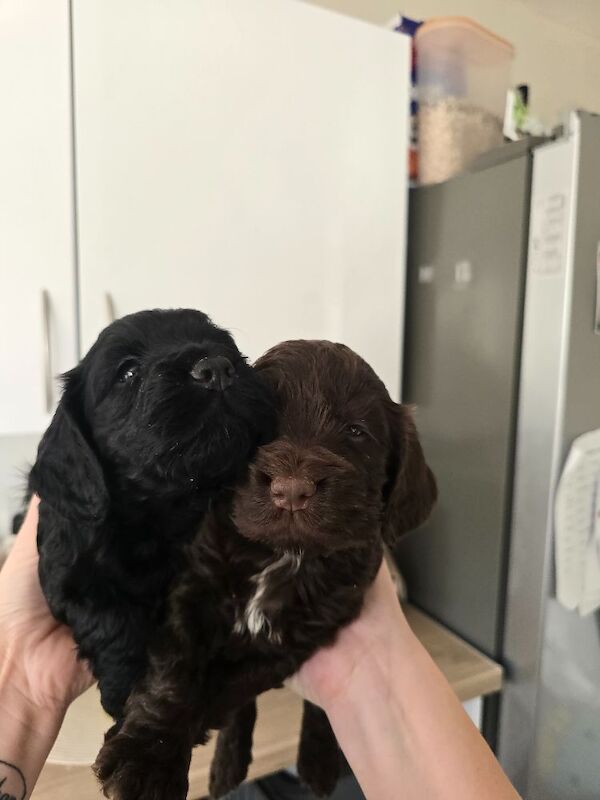 Gorgeous cockapoos - Image 4 of 10