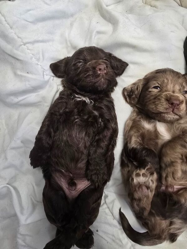 Gorgeous cockapoos - Image 5 of 10