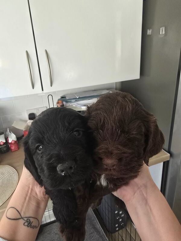 Gorgeous cockapoos - Image 6 of 10