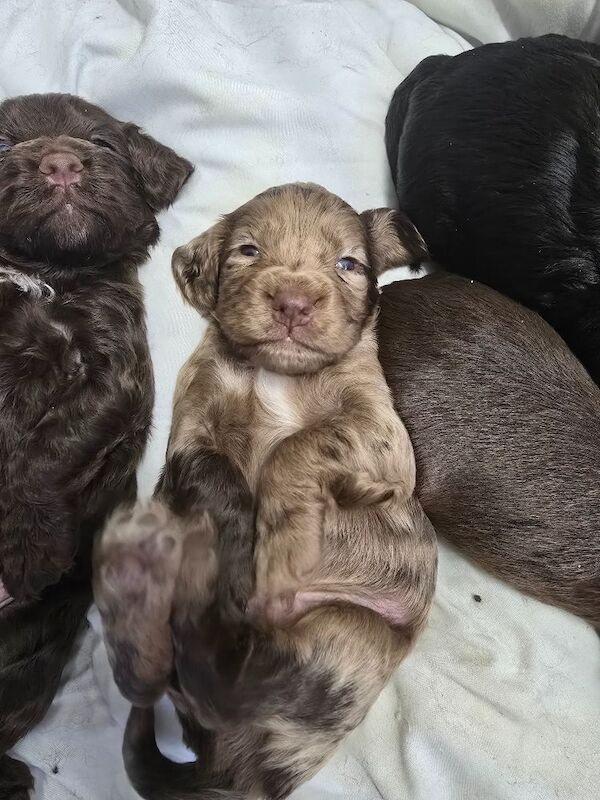 Gorgeous cockapoos - Image 7 of 10