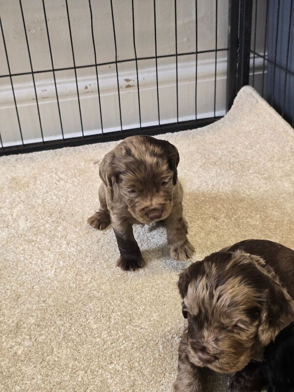 Gorgeous cockapoos - Image 8 of 10