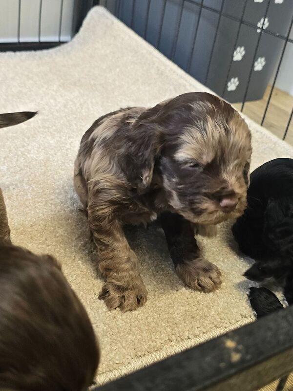 Gorgeous cockapoos - Image 9 of 10
