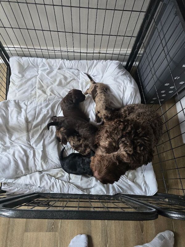 Gorgeous cockapoos - Image 10 of 10