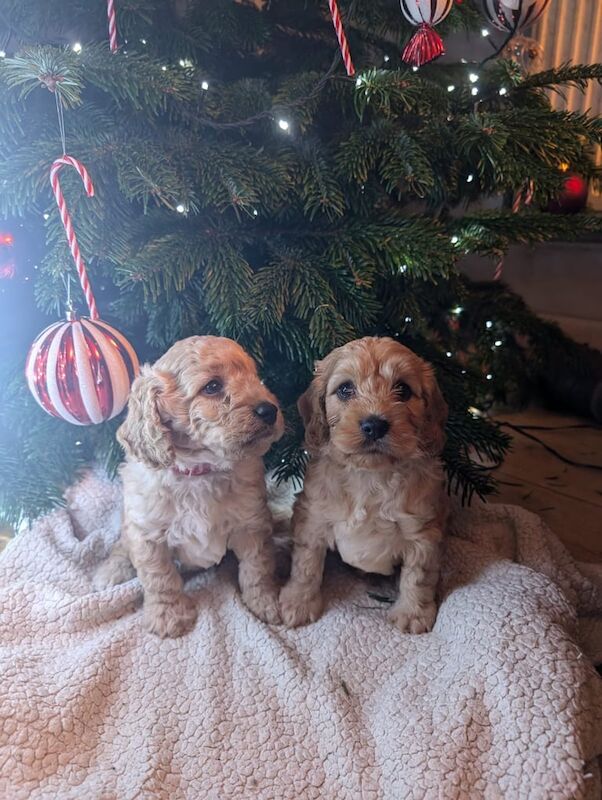 Cockapoo puppies for sale in Beccles, Suffolk – 1 year old - Image 2 of 3