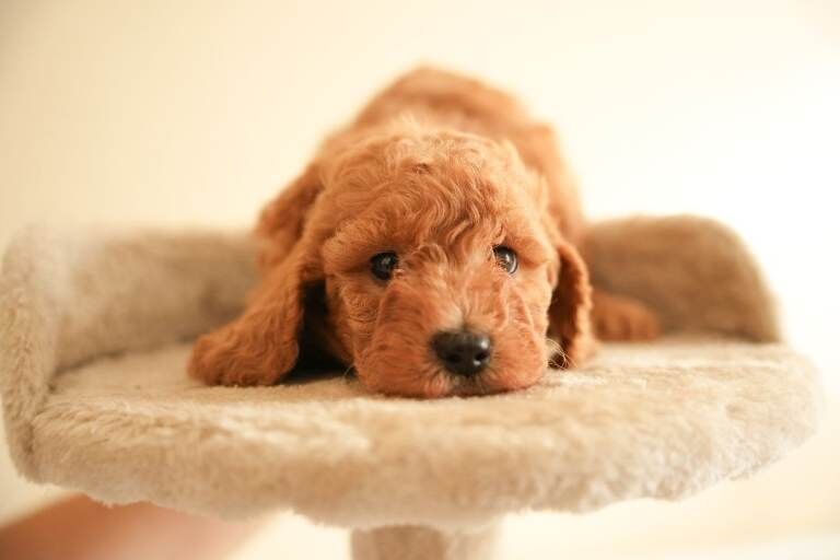 Cockapoo Puppies For Sale