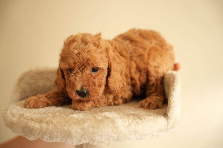 Gorgeous Cockapoos For Sale - Image 4 of 6
