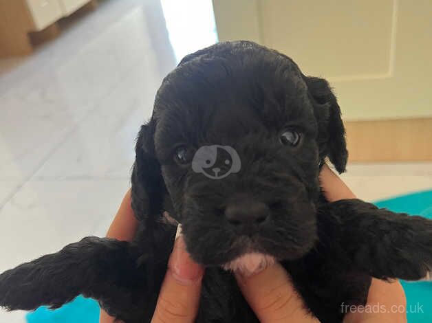 Cockapoo puppies for sale in Shrewsbury, Shropshire – 1 year old - Image 2 of 5