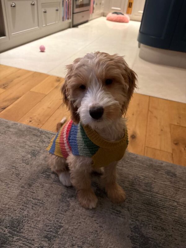 Cockapoo puppies for sale in Croydon, Greater London – 4 months old