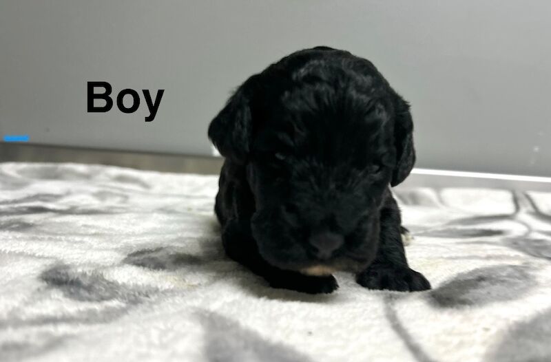 Gorgeous colour cockapoos ready 21/3/26