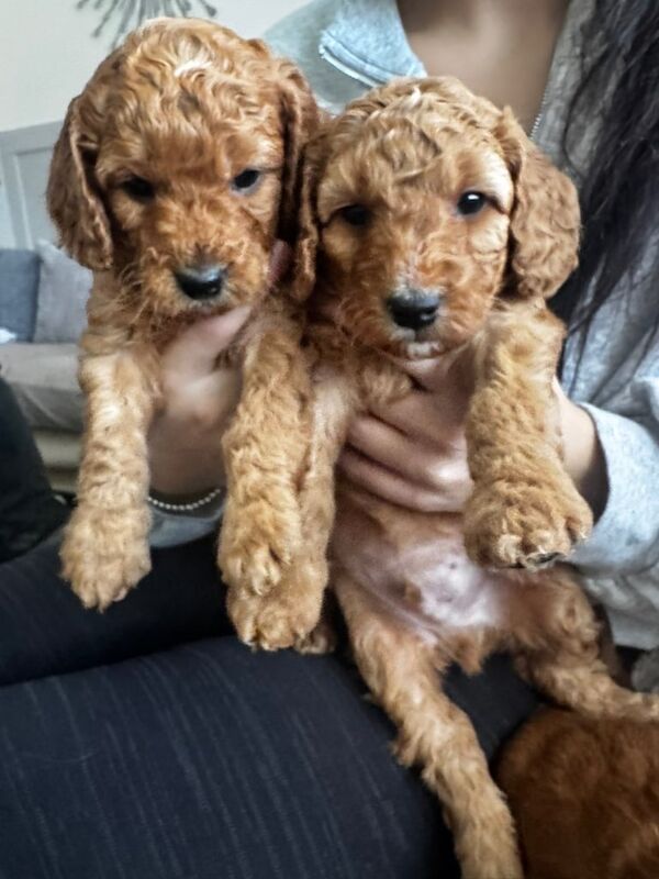 Cockapoo puppies for sale in Buckley, Greater Manchester – KC registered, 5 weeks old