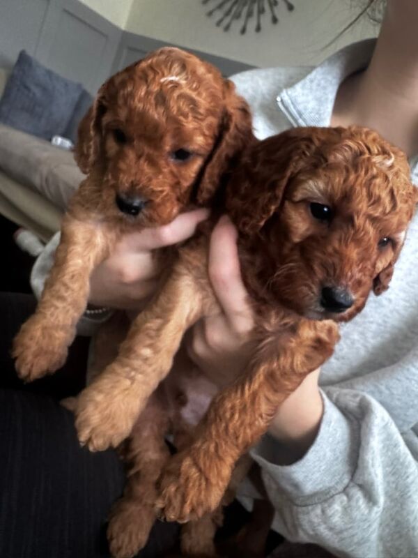 Cockapoo puppies for sale in Buckley, Greater Manchester – KC registered, 5 weeks old - Image 3 of 3