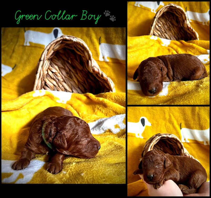 Cockapoo puppies for sale in Newton Abbot, Devon – 1 week old