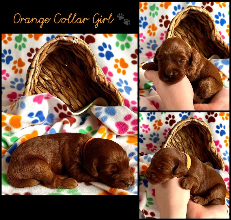Cockapoo puppies for sale in Newton Abbot, Devon – 1 week old - Image 2 of 6